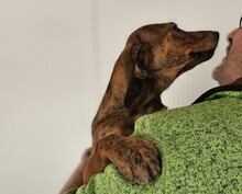 EDWIN, Hund, Segugio Italiano-Mix in Italien - Bild 5