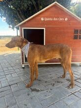 RUFUS, Hund, Mischlingshund in Portugal - Bild 5