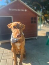 RUFUS, Hund, Mischlingshund in Portugal - Bild 7