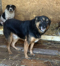 VALENTINO, Hund, Mischlingshund in Rumänien - Bild 1