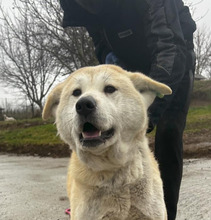 IRIS, Hund, Akita Inu in Bulgarien - Bild 1