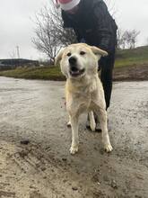 IRIS, Hund, Akita Inu in Bulgarien - Bild 4