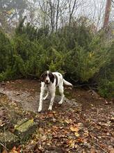 BRAD, Hund, Mischlingshund in Bulgarien - Bild 2