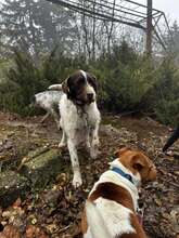 BRAD, Hund, Mischlingshund in Bulgarien - Bild 3