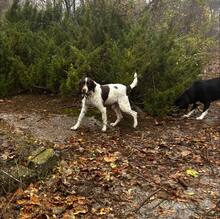 BRAD, Hund, Mischlingshund in Bulgarien - Bild 4