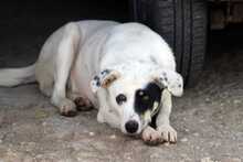 ZORRO, Hund, Mischlingshund in Griechenland - Bild 2