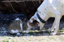 ZORRO, Hund, Mischlingshund in Griechenland - Bild 5