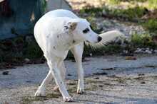 ZORRO, Hund, Mischlingshund in Griechenland - Bild 6