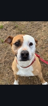 VEREDA, Hund, American Staffordshire Terrier in Spanien - Bild 2