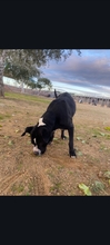 COTE, Hund, Pit Bull Terrier in Spanien - Bild 3