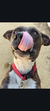 BIMBA, Hund, Pit Bull Terrier in Spanien - Bild 7