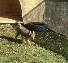 WANDA, Hund, Mischlingshund in Schwentinental - Bild 4