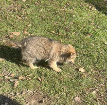 WOLKE, Hund, Mischlingshund in Rumänien - Bild 4