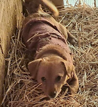 XANNI, Hund, Mischlingshund in Oldenburg - Bild 1