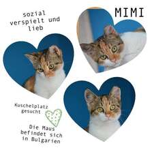 MIMI, Katze, Europäisch Kurzhaar in Hartenfels - Bild 1