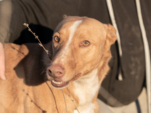 LUCKY, Hund, Podenco in Spanien - Bild 1