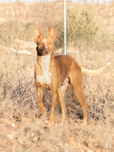 LUCKY, Hund, Podenco in Spanien - Bild 2