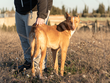 LUCKY, Hund, Podenco in Spanien - Bild 3