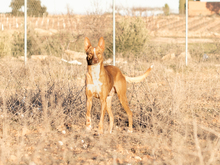 LUCKY, Hund, Podenco in Spanien - Bild 5