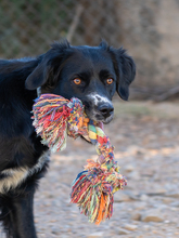 LINDA, Hund, Mischlingshund in Spanien - Bild 1