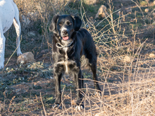 LINDA, Hund, Mischlingshund in Spanien - Bild 2