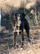 LINDA, Hund, Mischlingshund in Spanien - Bild 3