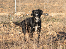 LINDA, Hund, Mischlingshund in Spanien - Bild 4