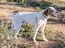 OLIVER, Hund, Pointer in Spanien - Bild 1