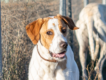 OLIVER, Hund, Pointer in Spanien - Bild 2