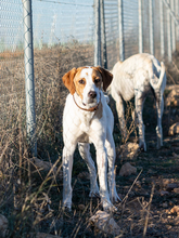 OLIVER, Hund, Pointer in Spanien - Bild 3