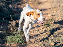 OLIVER, Hund, Pointer in Spanien - Bild 5