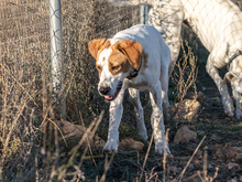 OLIVER, Hund, Pointer in Spanien - Bild 6