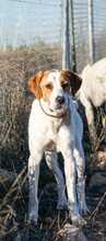 OLIVER, Hund, Pointer in Spanien - Bild 7