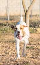 OLIVER, Hund, Pointer in Spanien - Bild 8
