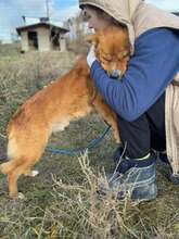 MISCHA, Hund, Mischlingshund in Rumänien - Bild 11