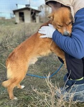 MISCHA, Hund, Mischlingshund in Rumänien - Bild 4