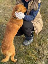 MISCHA, Hund, Mischlingshund in Rumänien - Bild 5