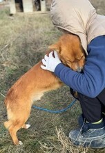 MISCHA, Hund, Mischlingshund in Rumänien - Bild 7