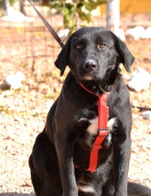 RONA, Hund, Labrador Retriever in Spanien - Bild 1