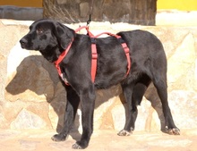 RONA, Hund, Labrador Retriever in Spanien - Bild 2