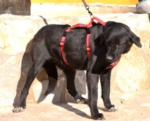 RONA, Hund, Labrador Retriever in Spanien - Bild 3