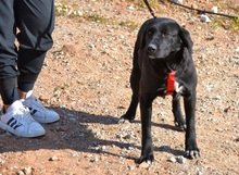 RONA, Hund, Labrador Retriever in Spanien - Bild 4