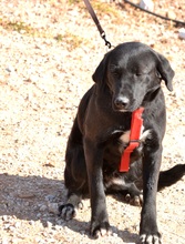 RONA, Hund, Labrador Retriever in Spanien - Bild 5