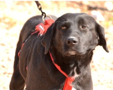 RONA, Hund, Labrador Retriever in Spanien - Bild 6