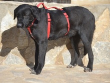 RONA, Hund, Labrador Retriever in Spanien - Bild 7