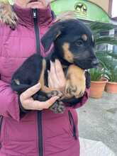 ORCHIDEO, Hund, Mischlingshund in Italien - Bild 1