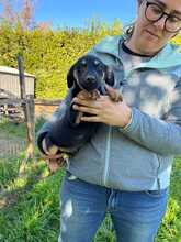 ORCHIDEO, Hund, Mischlingshund in Italien - Bild 2