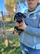 ORCHIDEO, Hund, Mischlingshund in Italien - Bild 3