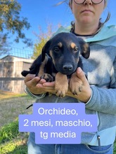 ORCHIDEO, Hund, Mischlingshund in Italien - Bild 4