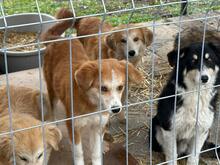 MERLIN, Hund, Mischlingshund in Rumänien - Bild 4